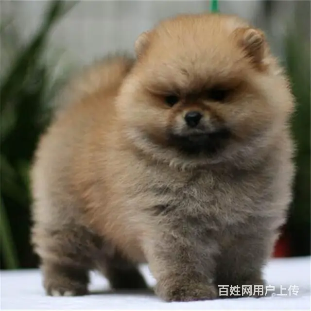 七台河纯种博美去哪儿卖▲纯种博美犬舍 - 图片 6