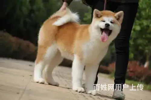 哪里有秋田犬秋田犬多少钱哪里买到秋田犬 - 图片 1