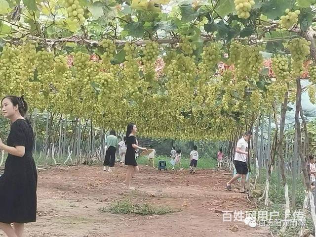 自贡容边农业园转让的图片