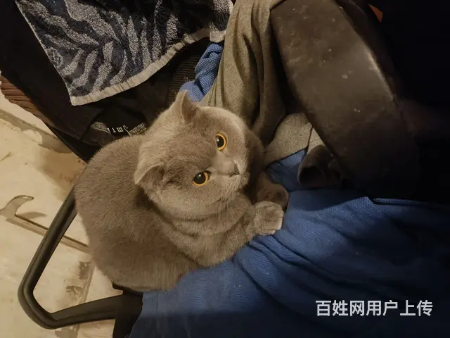 蓝猫，金渐层出售 - 图片 2