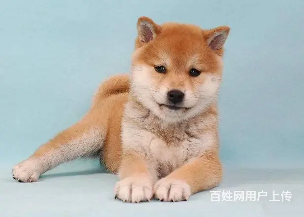 纯种日本柴犬多少钱 北京哪里有卖柴犬 纯种柴犬价格 - 图片 4