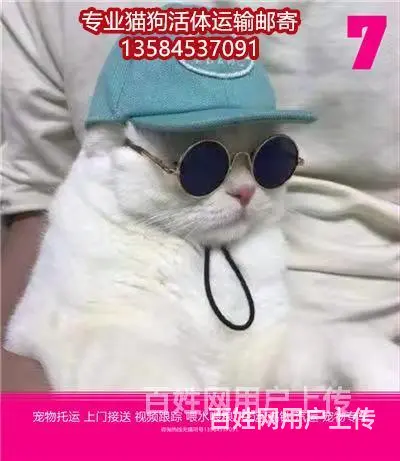 曲阜市 宠物托运（猫狗柴犬）邮寄快递2022（宠物活体运输) - 图片 8
