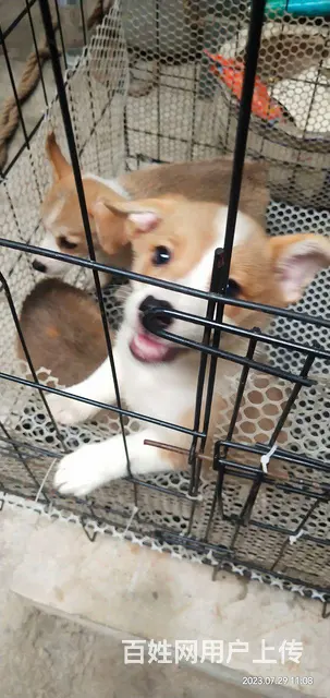 柯基幼犬出售，价格美丽 - 图片 2