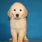 保定【金毛犬舍】地址 金毛一般价位