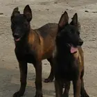 池州 近马犬养殖场- 近马犬养殖场批发价格