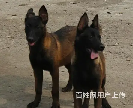 中卫卖马犬的基地 哪里有马犬交易市场 - 图片 3