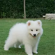泰安哪有繁殖萨摩耶幼犬的，萨摩耶幼犬多少钱一只