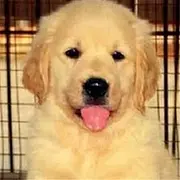 齐齐哈尔金毛犬养殖户◆金毛犬多少钱一个