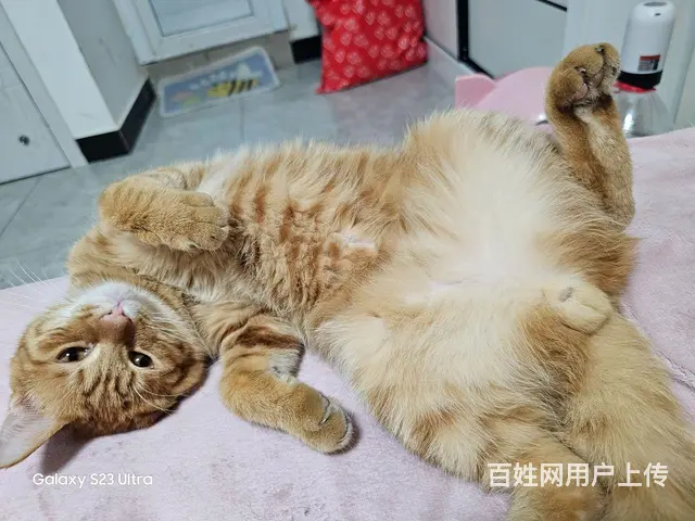 无偿送猫咪 - 图片 4