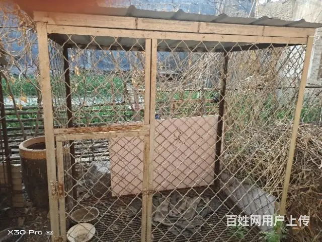 狗笼 - 图片 1