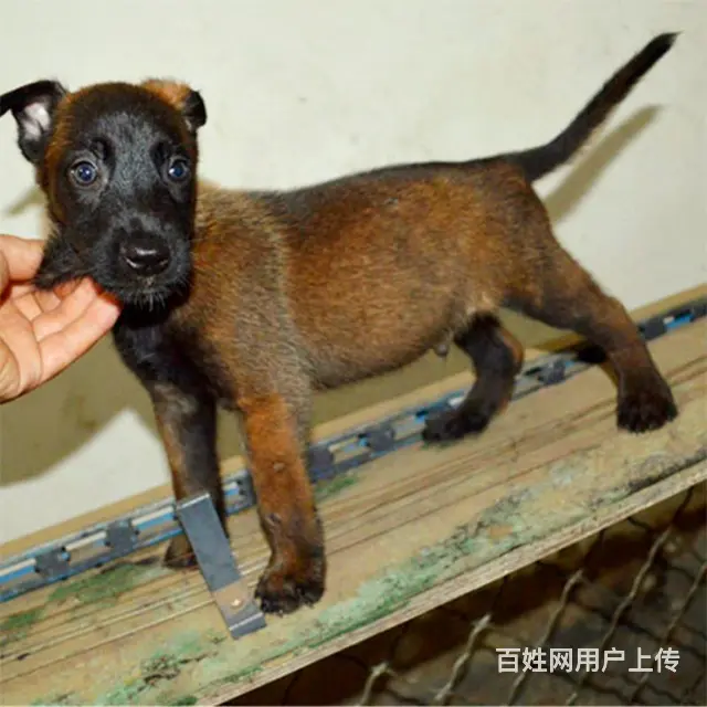 吕梁好的马犬哪里有卖，好的马犬如何挑选 - 图片 1