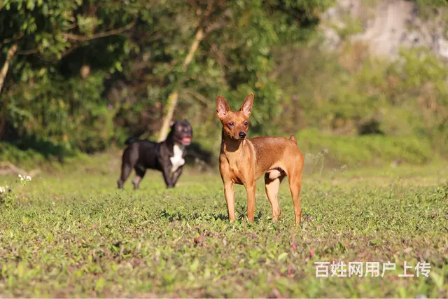 珠海寄养宠物哪家好/珠海狗狗寄养上门接送 - 图片 2