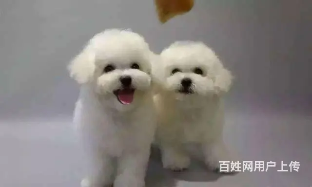 赛级比熊 比熊犬法国卷毛比熊 欢迎来犬舍挑选 - 图片 1