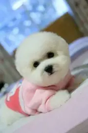 比熊犬去哪里买 纯种比熊犬多少钱一只