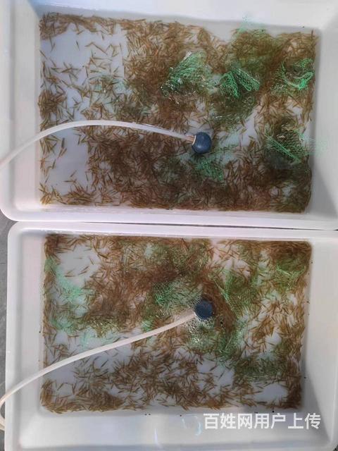 除藻神器黑壳虾10元50只的图片