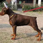 盐城【*推荐】杜宾犬舍‖杜宾养殖场
