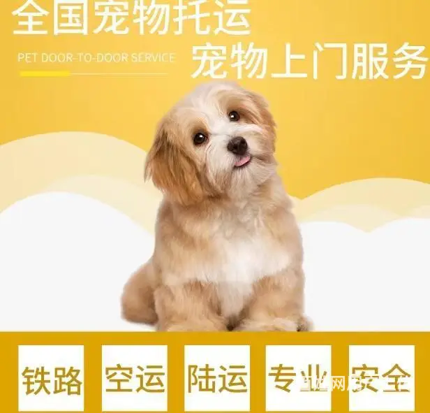 丽水云和周边宠物托运（猫狗活体快递）陆运 空运至全国 - 图片 1