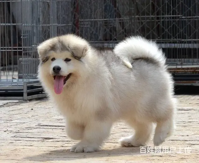 精品阿拉斯加犬幼犬 纯种健康 忠诚阿拉雪橇犬转让 - 图片 3