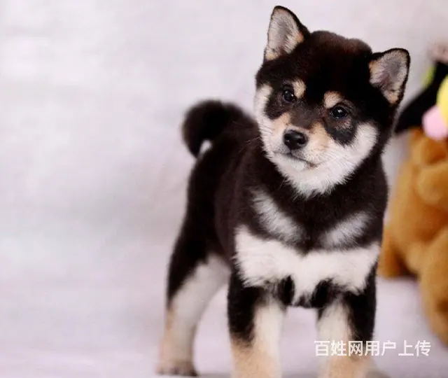 纯种柴犬 赤红色柴犬 黑色柴犬 三个月包退换保健康 - 图片 9