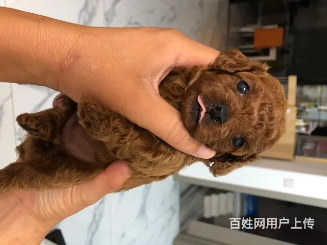 小体泰迪妹妹一只出售 - 图片 9