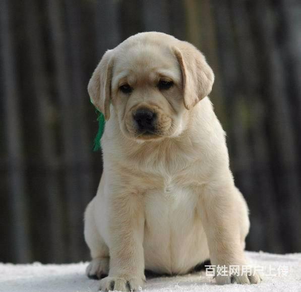 北京宠物 北京狗狗 北京拉布拉多 品种拉布拉多详细介绍> 公母公母都