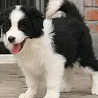 周口纯种边牧价位 知名边牧犬舍
