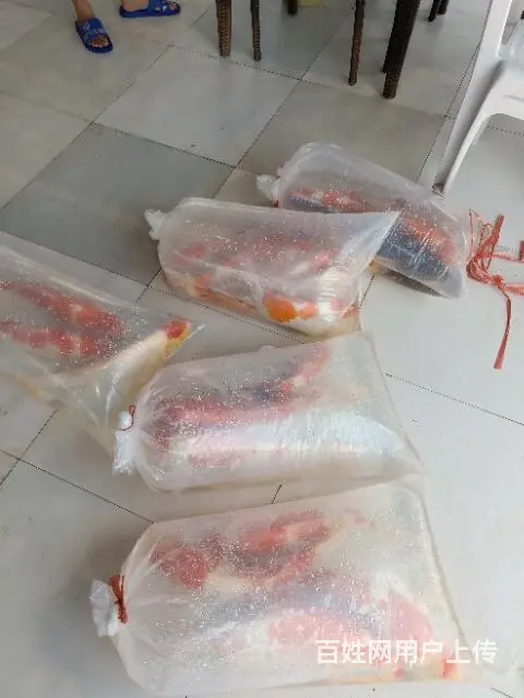 苏州永乐锦鲤养殖场常年批发零售锦鲤鱼量大从优 - 图片 11