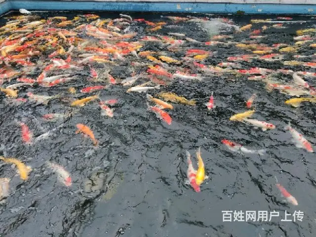 苏州锦鲤鱼批发养殖市场 - 图片 1