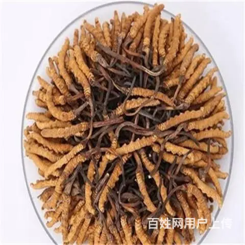 天河区回收冬虫夏草商家虫草回收价钱多少钱一克 - 图片 4