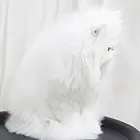 哪里有纯白棉花糖系列波斯猫卖的 波斯猫多少钱