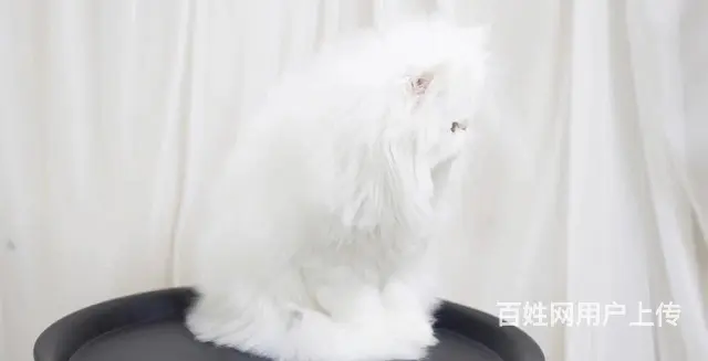 哪里有纯白棉花糖系列波斯猫卖的 波斯猫多少钱 - 图片 6