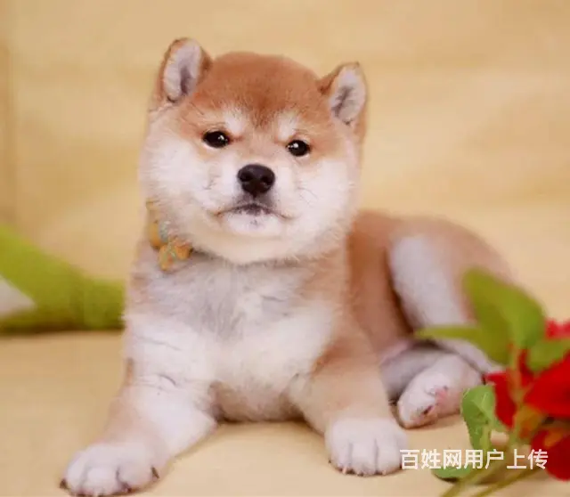 ,日本柴犬幼犬,三个月包退换 同城可送货上门 - 图片 8