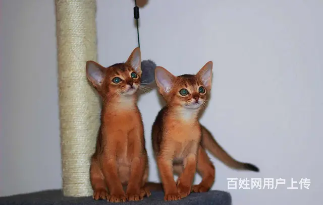 阿比西尼亚猫价格 红阿比猫体重 红阿比好养吗 - 图片 5
