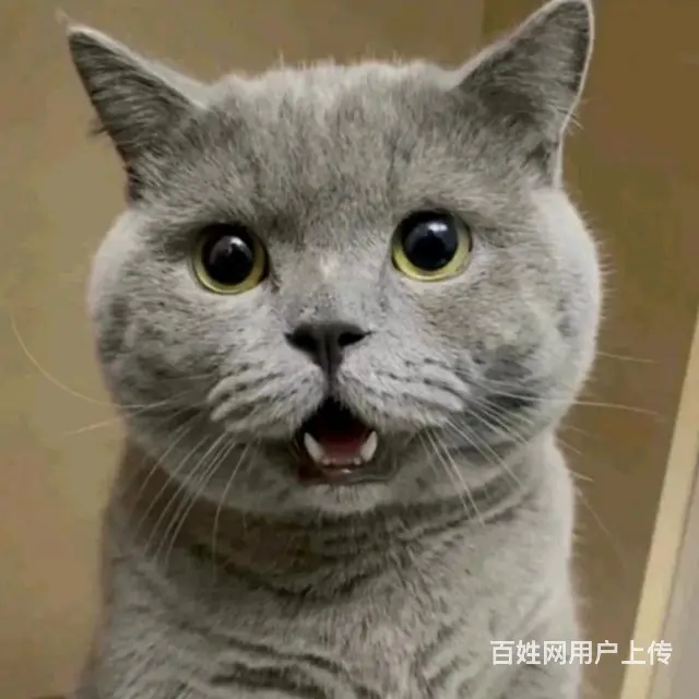 赠送一只猫咪找新家 - 图片 3