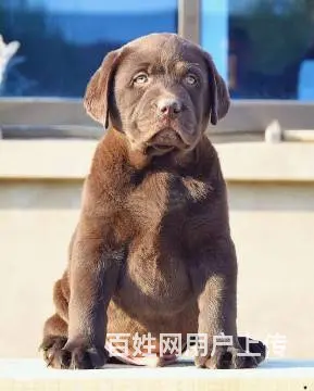 出售纯种拉拉幼犬 签订售后质保协议 京大犬业 - 图片 8