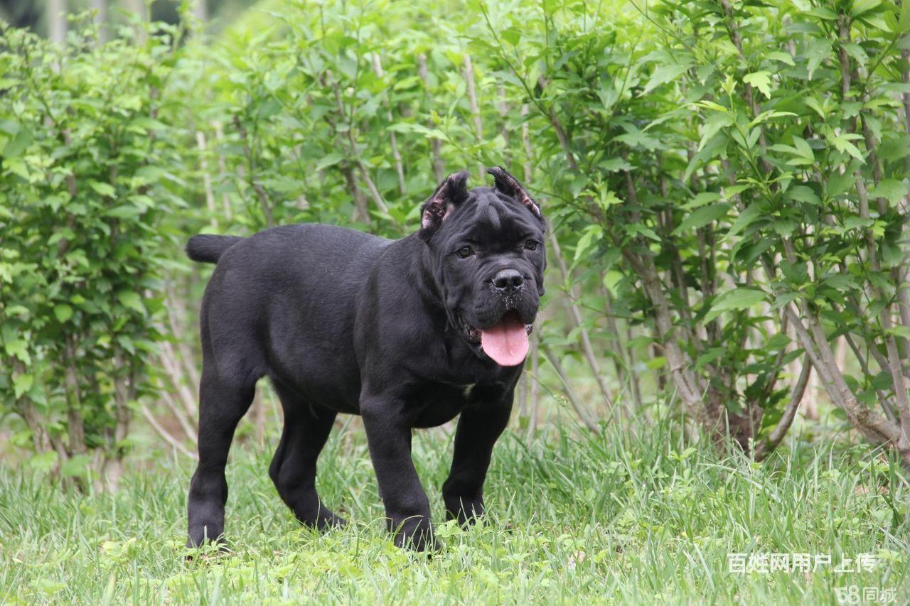 【首选推荐】泰安进口赛级血统(卡斯罗犬),带证书疫苗,包纯种