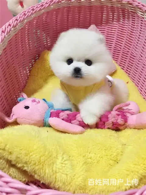 纯种博美狗幼犬出售 哈多利博美犬价格 博美犬专卖犬 - 图片 3