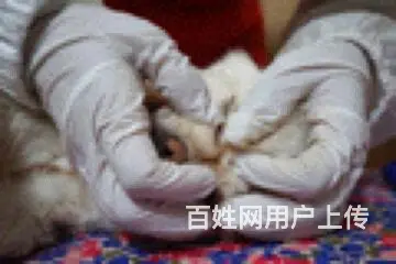 常州宠物殡葬动物火化狗狗猫咪遗体告别善终服务 - 图片 1