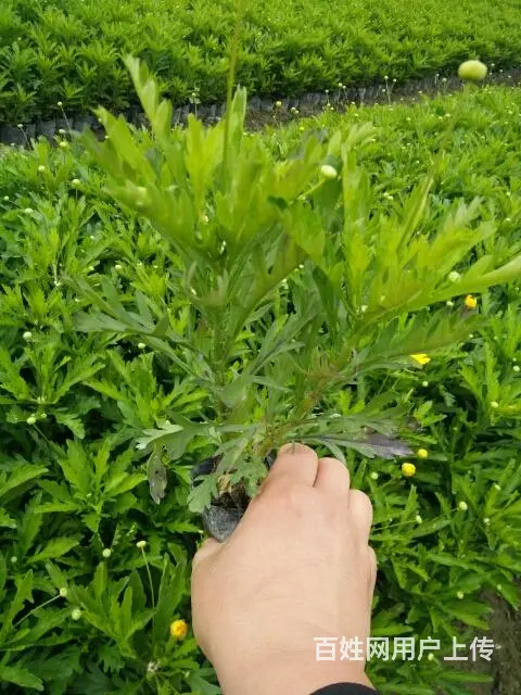 木春菊50万现货，自家基地直销 - 图片 6
