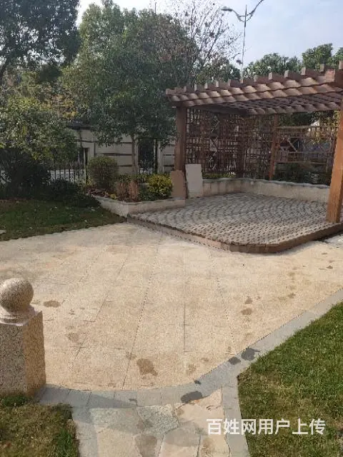 苏州锦鲤鱼出售 - 图片 6