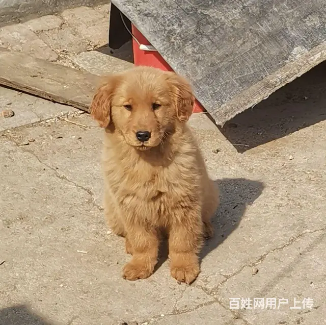 自己家狗下的纯金毛 - 图片 3