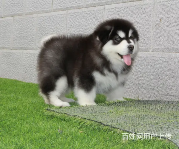 熊版大骨量巨型阿拉斯加雪橇犬 包健康 签协议 - 图片 2