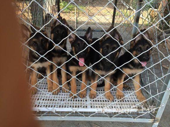 赛季德国牧羊犬养殖基地出售德国牧羊犬幼崽多只