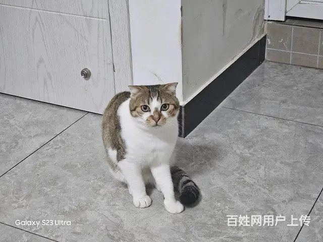 无偿送猫咪 - 图片 2