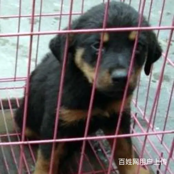 金昌【*推荐】罗威纳犬舍‖罗威纳养殖场 - 图片 11