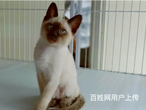 徐州哪里卖纯种的暹罗猫？健康的暹罗猫多少钱一只？ - 图片 7