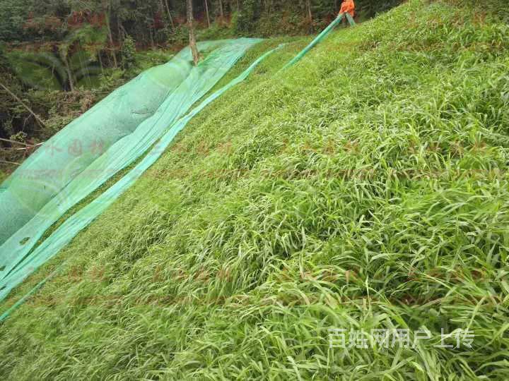 贵州安顺护坡长得快的草籽草种