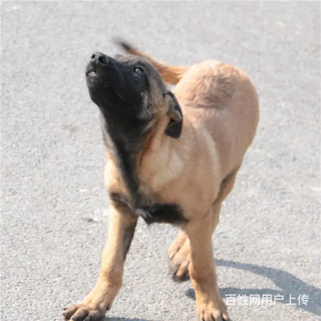 吕梁好的马犬哪里有卖，好的马犬如何挑选 - 图片 6