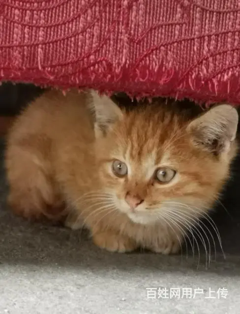 【搞定了！】两个月大的家养小猫咪免费送 - 图片 4