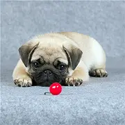 阜阳【巴哥犬舍】地址 巴哥一般价位